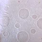 Embossed mullberry paper - bubbles, size 55x80 CM