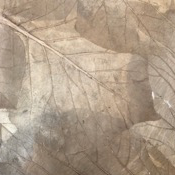 Teak leaves mulberry paper - Beige color, 55x80 cm