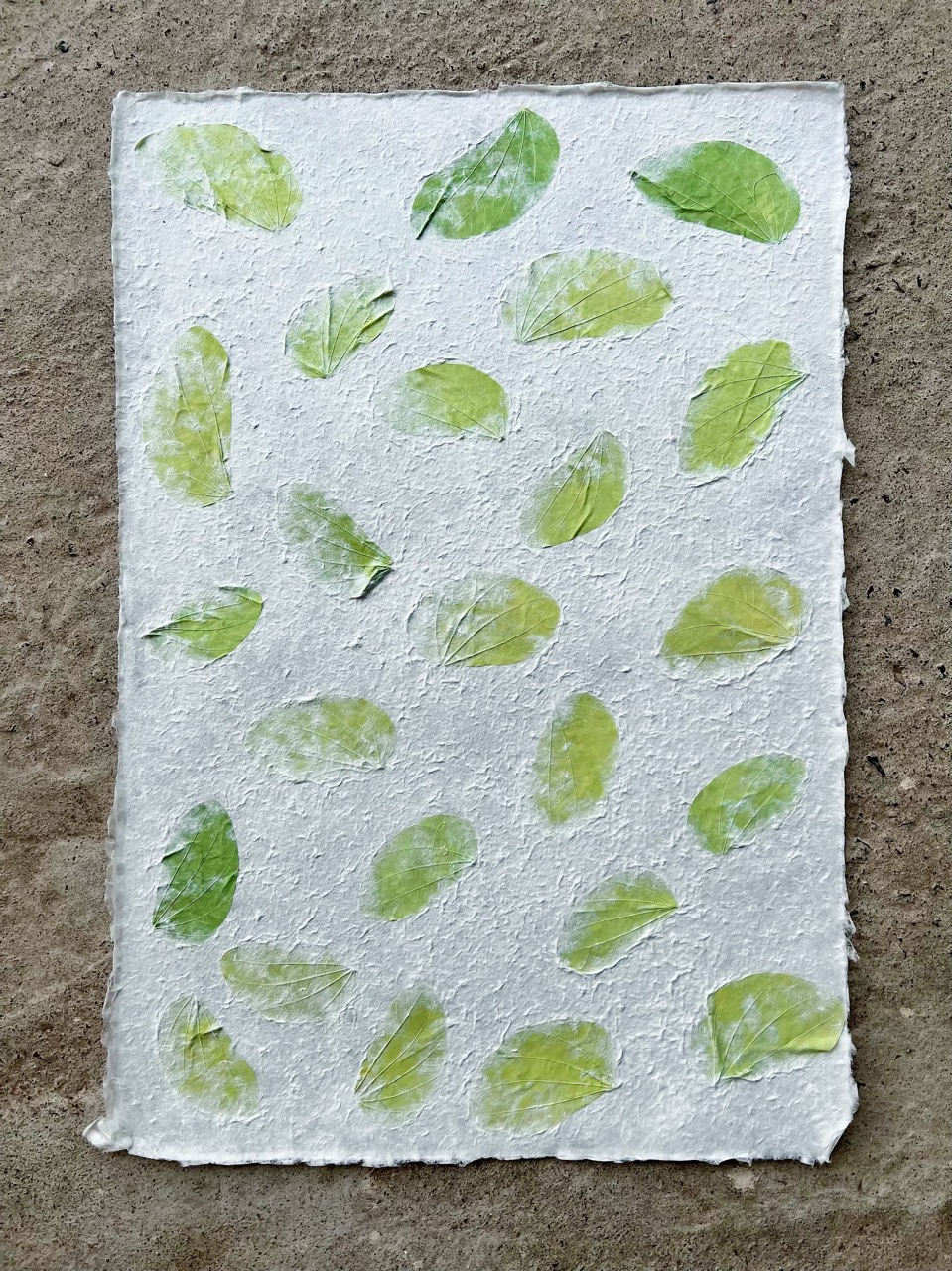 Mulberry paper with Chong-Co leaves - กระดาษสาผสมใบชงโคย้อมเขียว